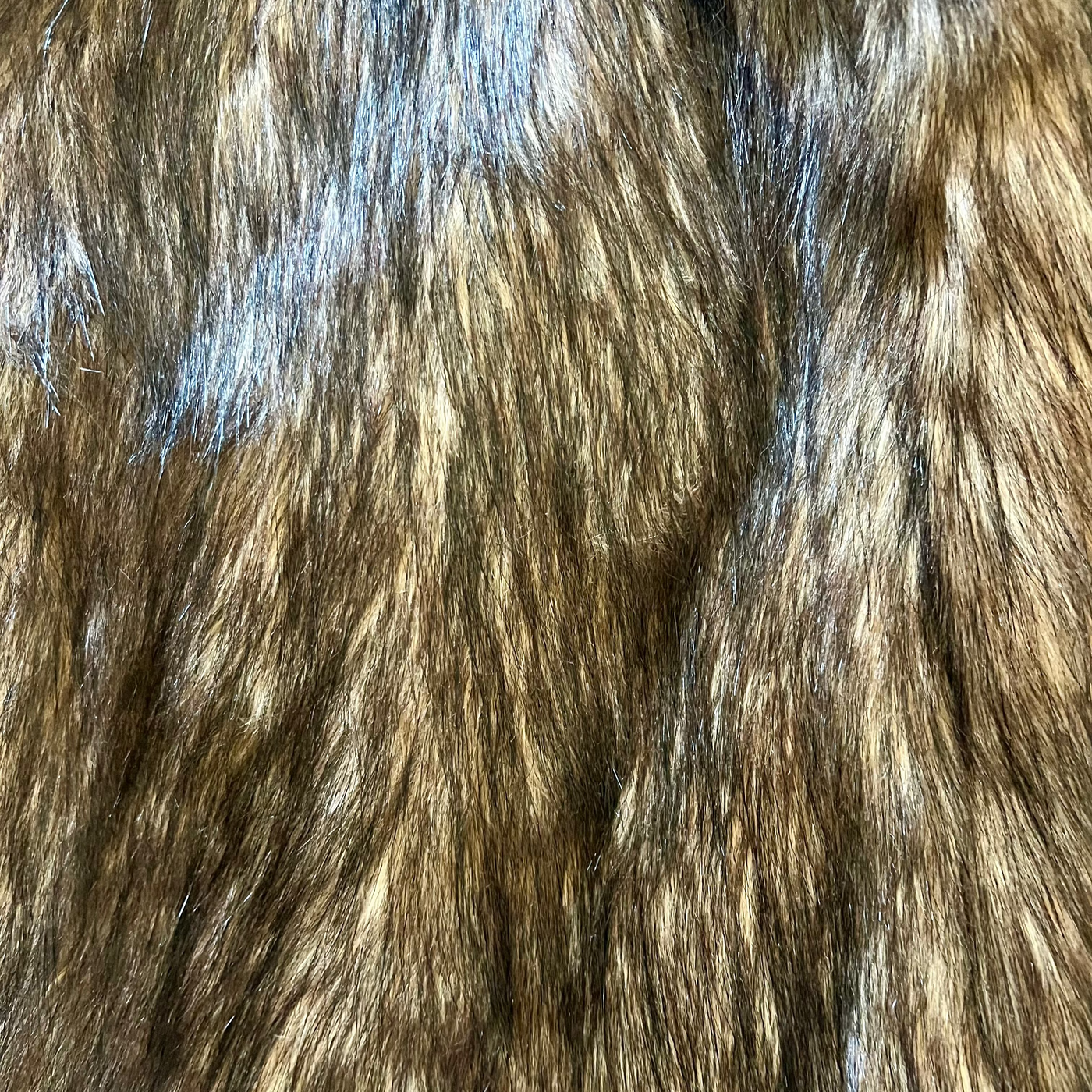 "New" Mountain Coyote