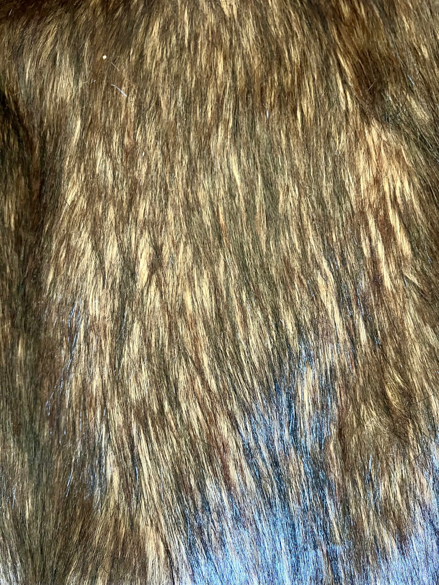 "New" Mountain Coyote