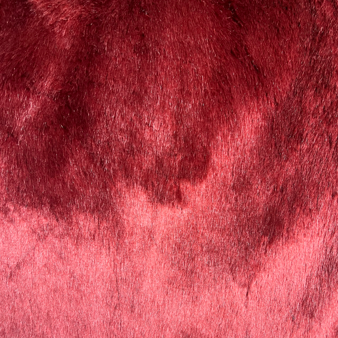 Scarlet Chinchilla