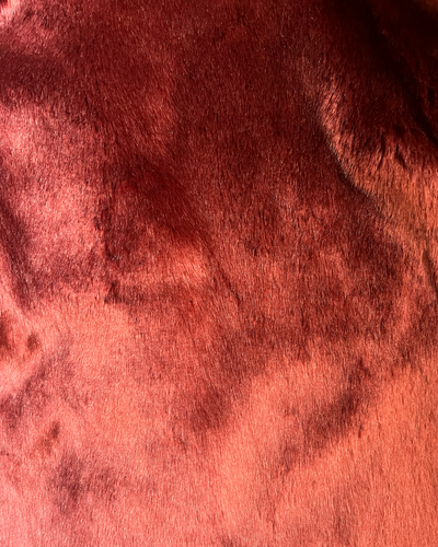 Scarlet Chinchilla