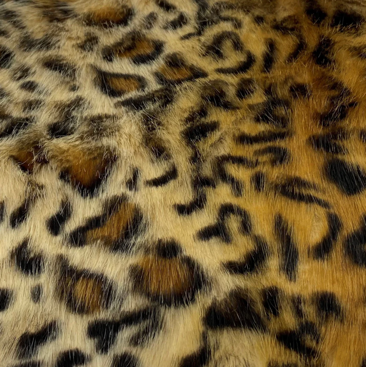 Blonde Leopard