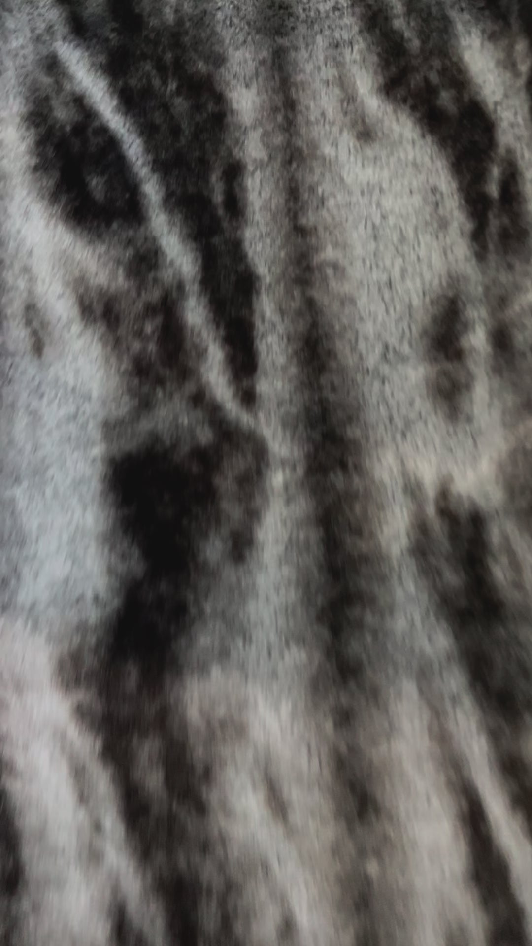 Silver Slate Chinchilla
