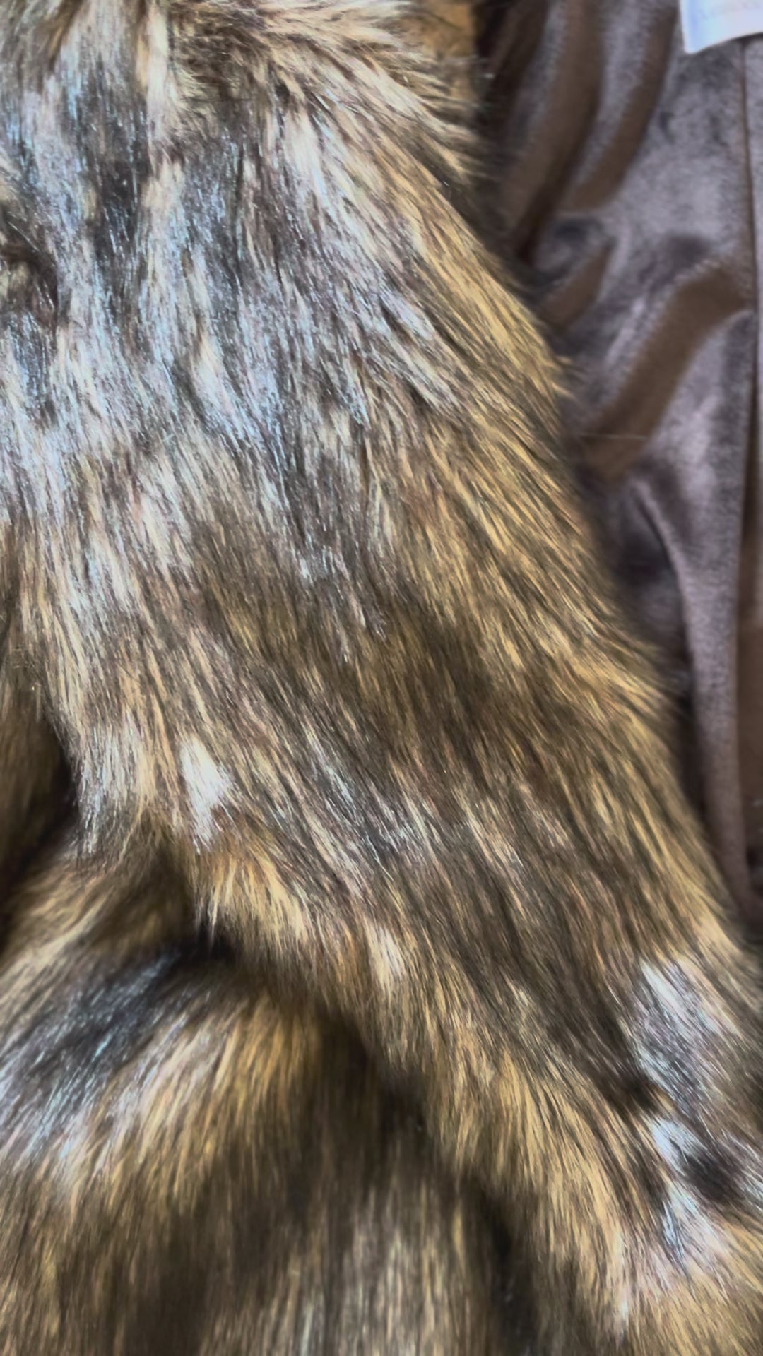 "New" Mountain Coyote